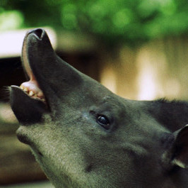 tapir's avatar